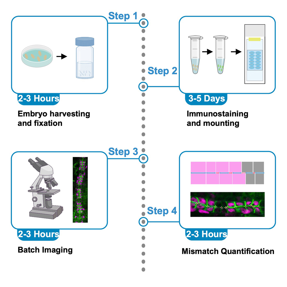 Protocol for batch imaging and quantification of cellular mismatch
