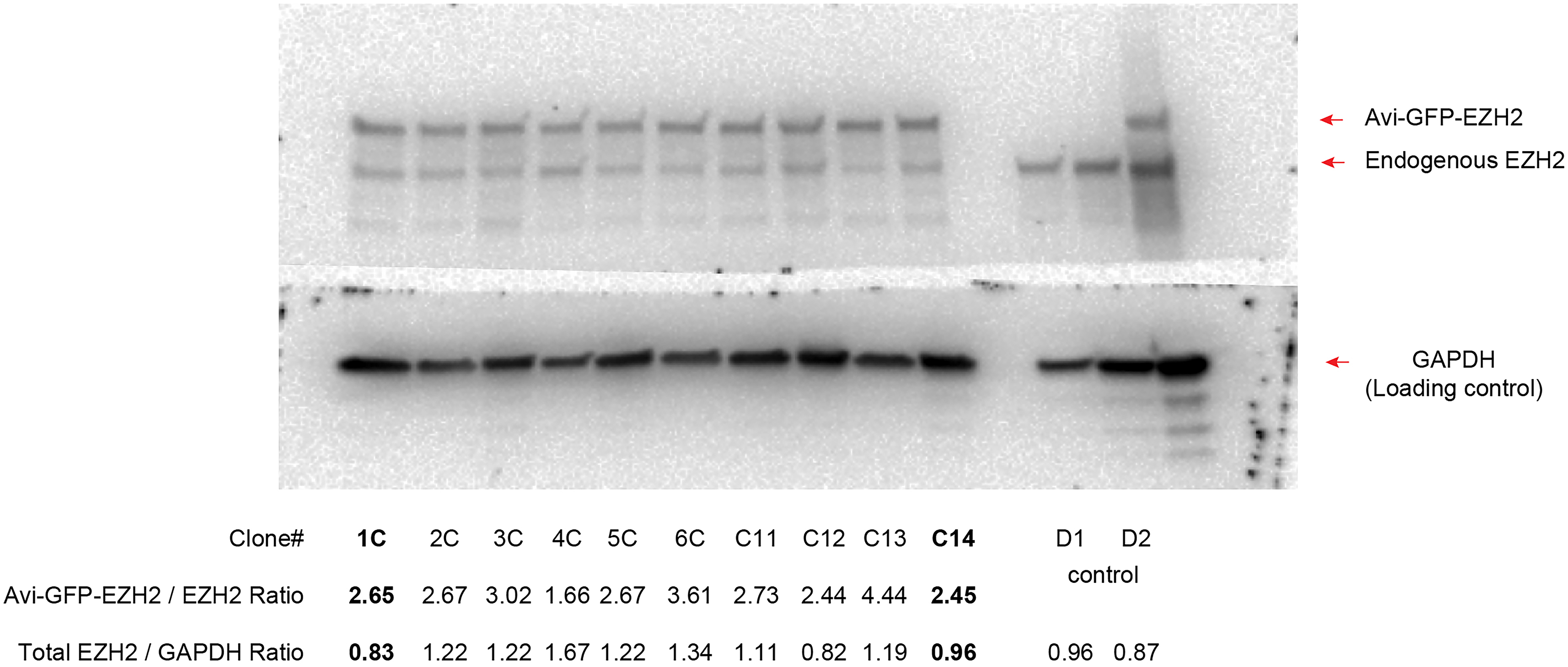 Cell Press STAR Protocols