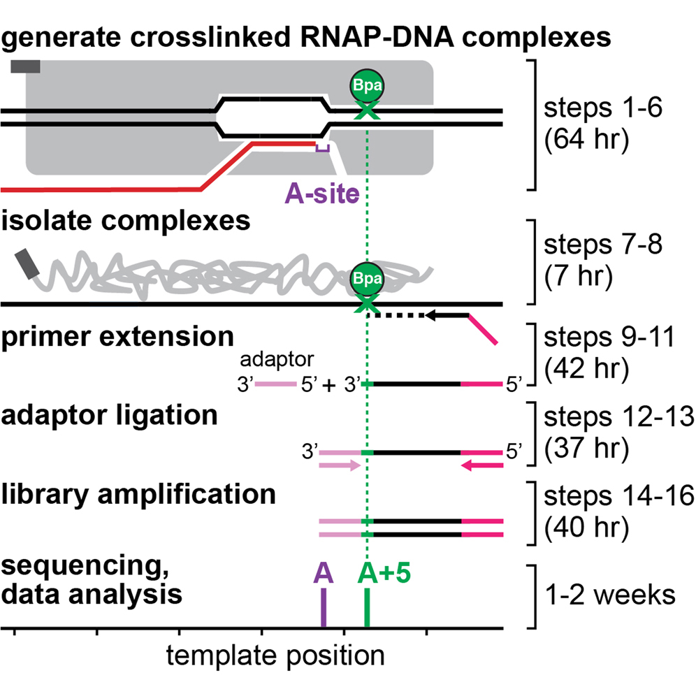 XACT-seq: A photocrosslinking-based technique for detection of the