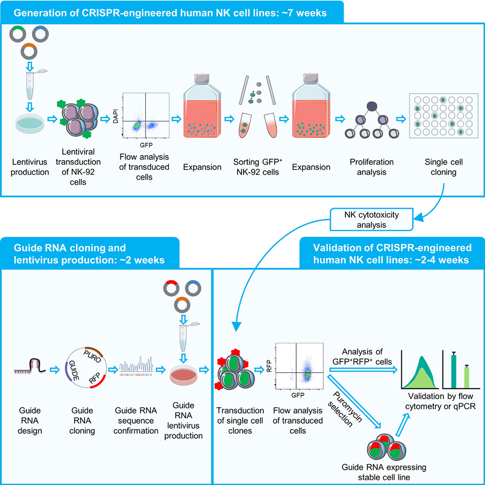 Cell Press: STAR Protocols