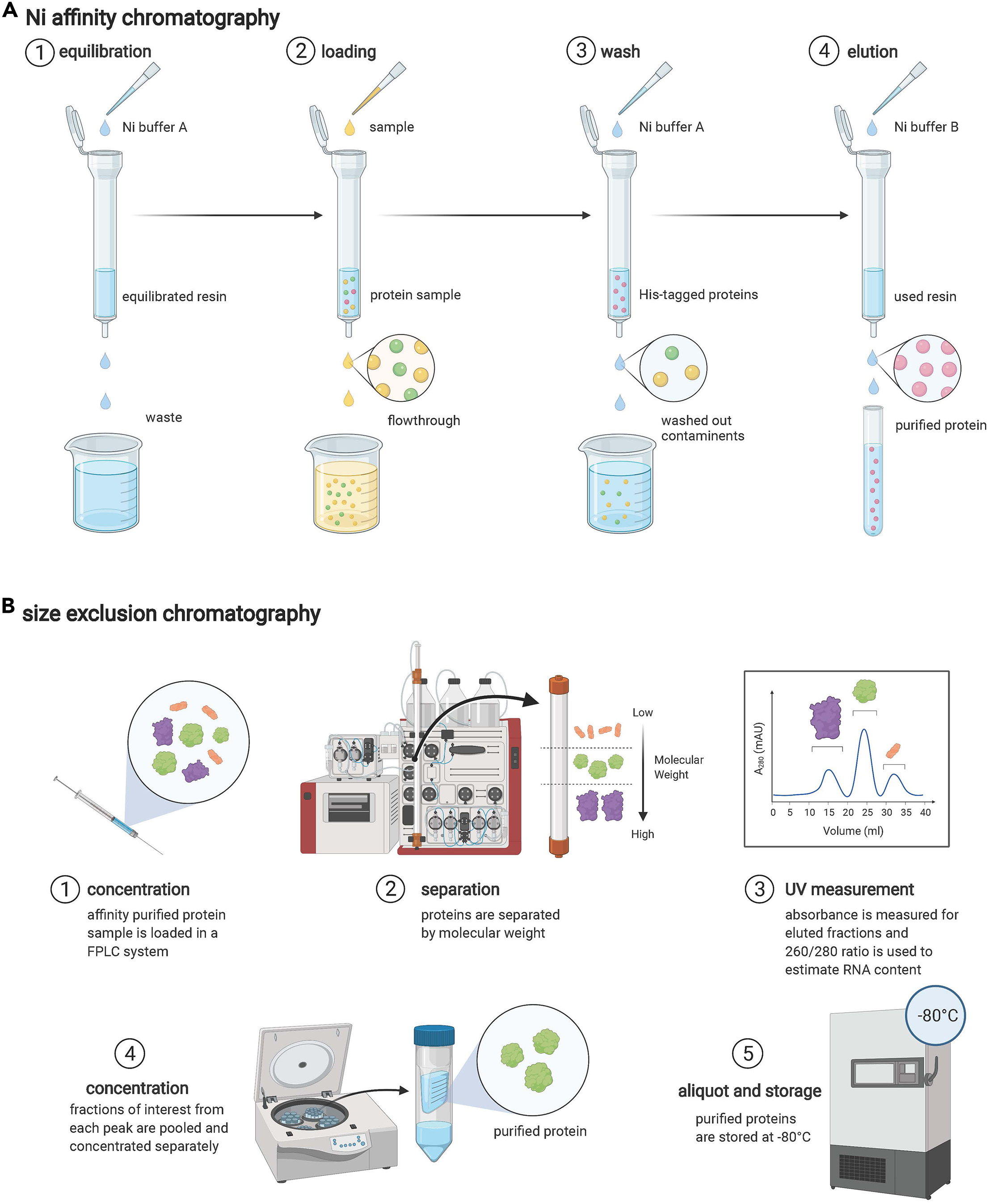 Cell Press: STAR Protocols