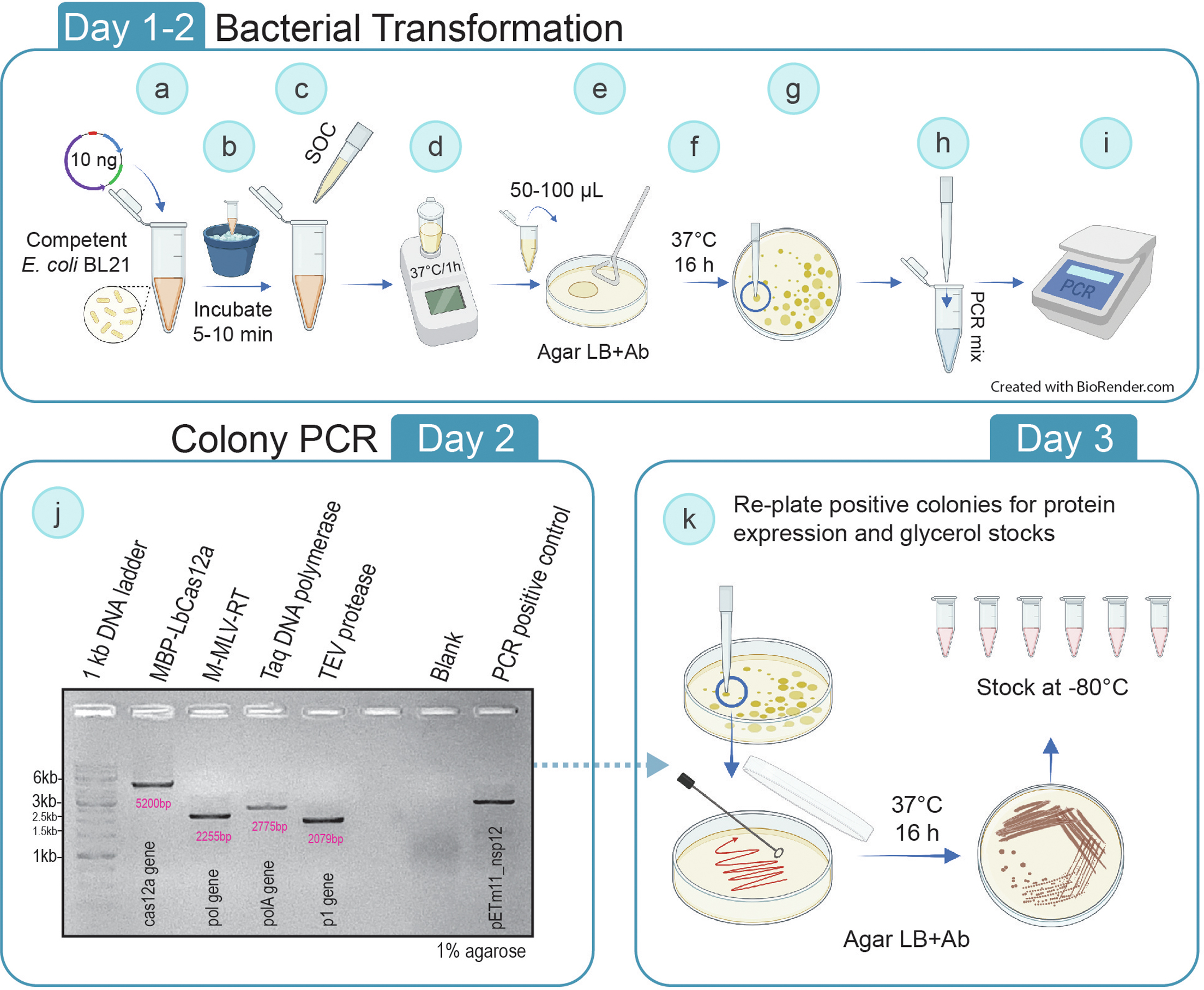 cell-press-star-protocols