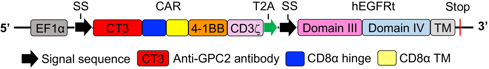 Preclinical testing of chimeric antigen receptor T cells in 