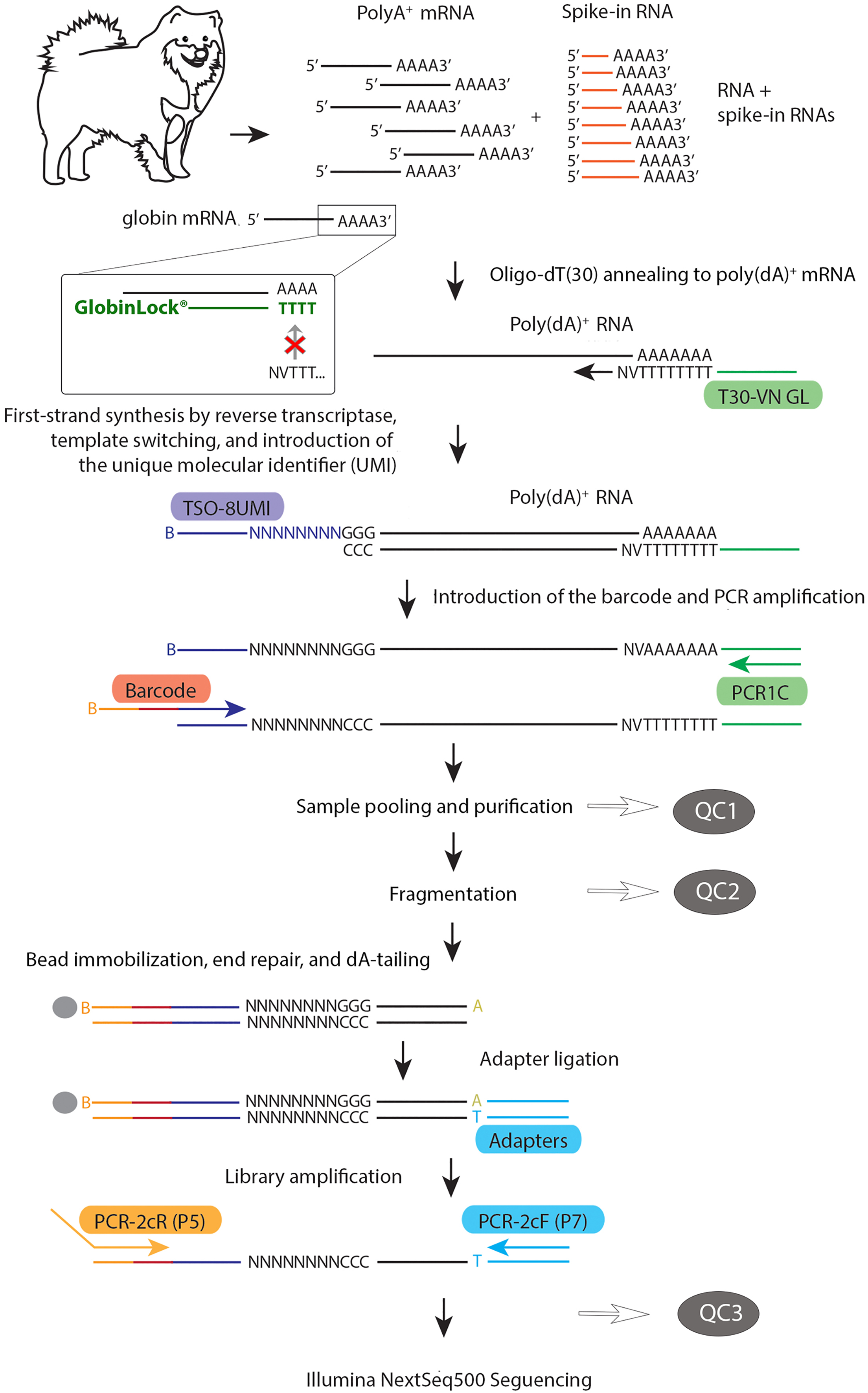 Cell Press: STAR Protocols