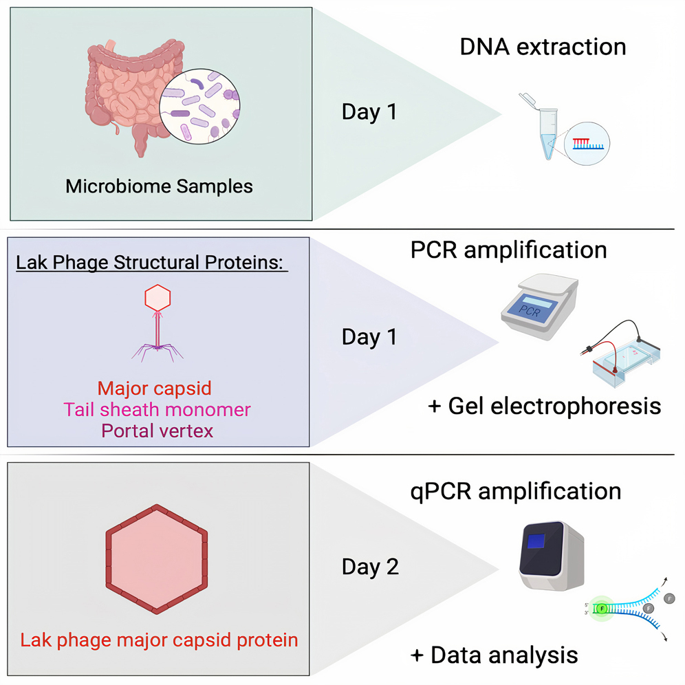 Cell Press: STAR Protocols