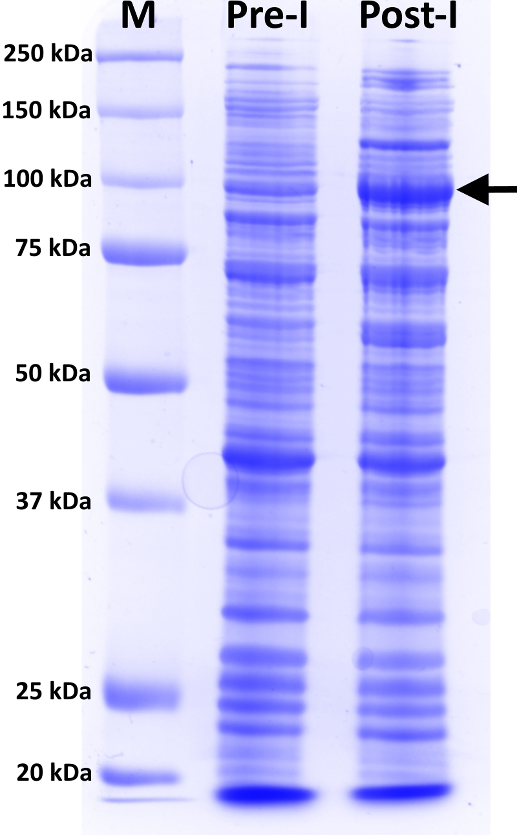 Optimized CRISPR-RfxCas13d system for RNA targeting in