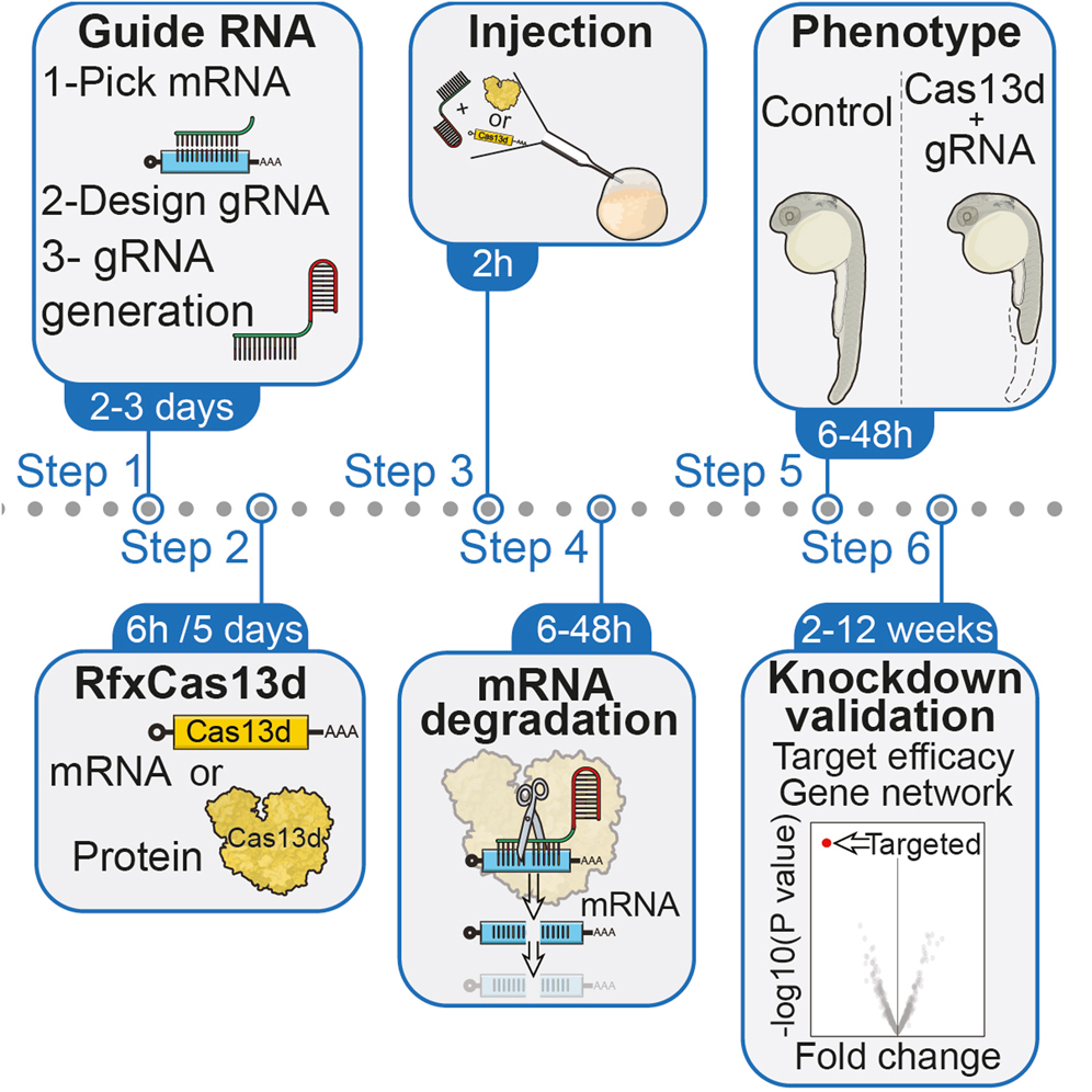 Optimized CRISPR-RfxCas13d system for RNA targeting in