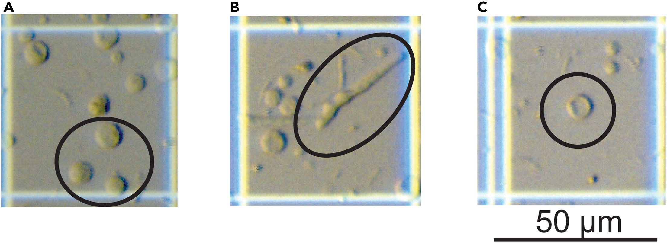 CRISPR-Cas12a induced DNA double-strand breaks are repaired by multiple  pathways with different mutation profiles in Magnaporthe oryzae