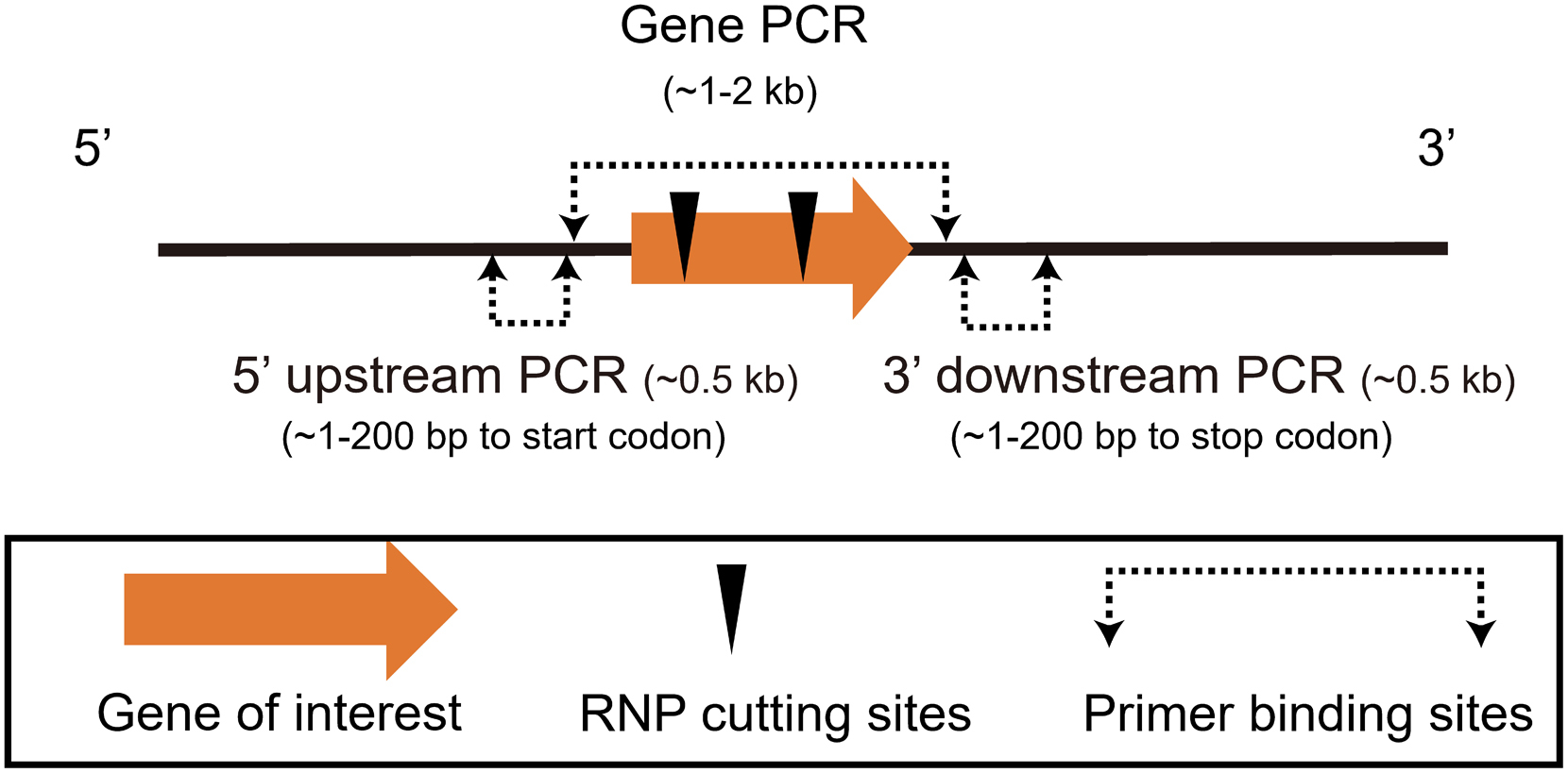 CRISPR-Cas12a induced DNA double-strand breaks are repaired by multiple  pathways with different mutation profiles in Magnaporthe oryzae