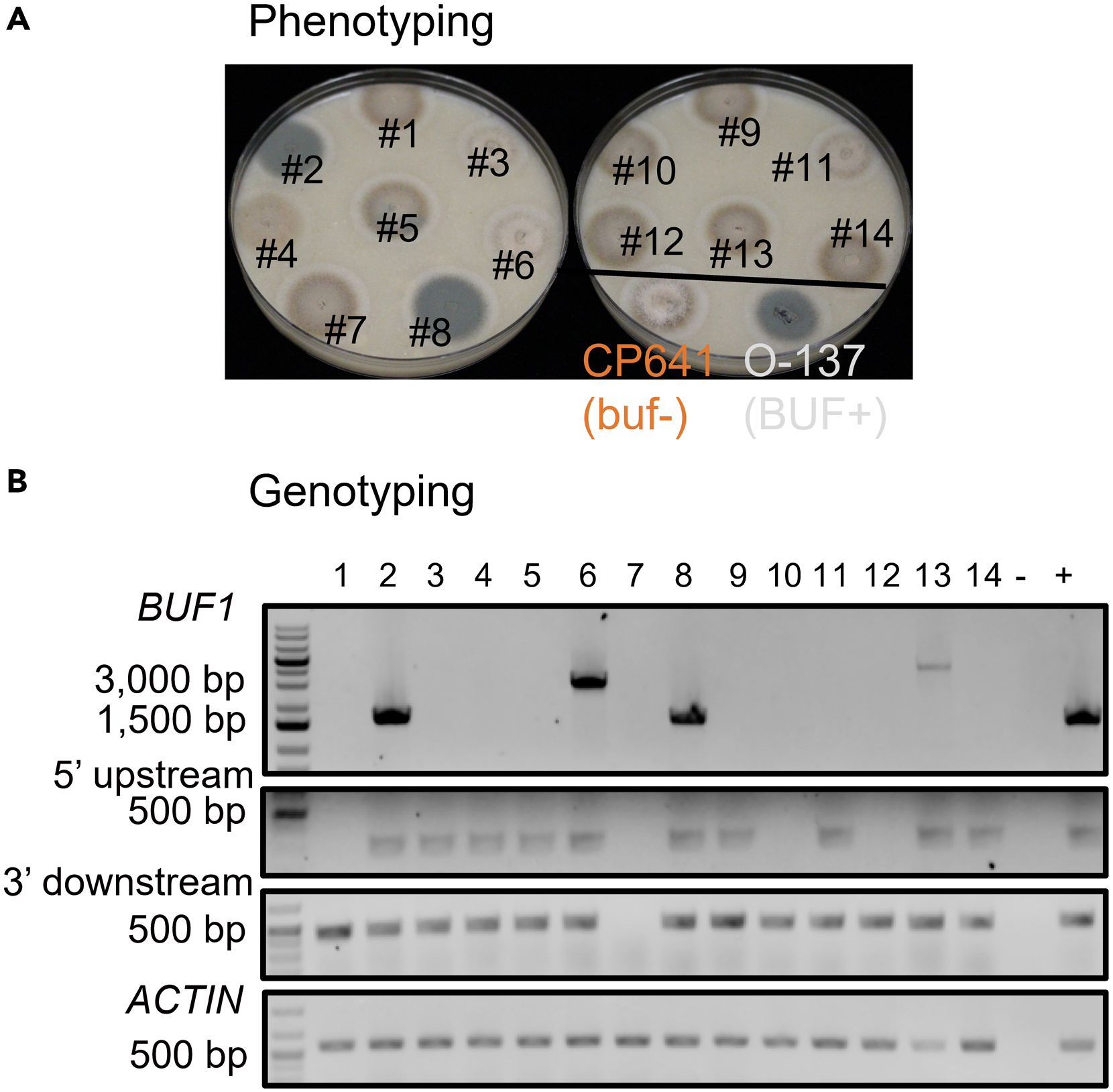 CRISPR-Cas12a induced DNA double-strand breaks are repaired by multiple  pathways with different mutation profiles in Magnaporthe oryzae