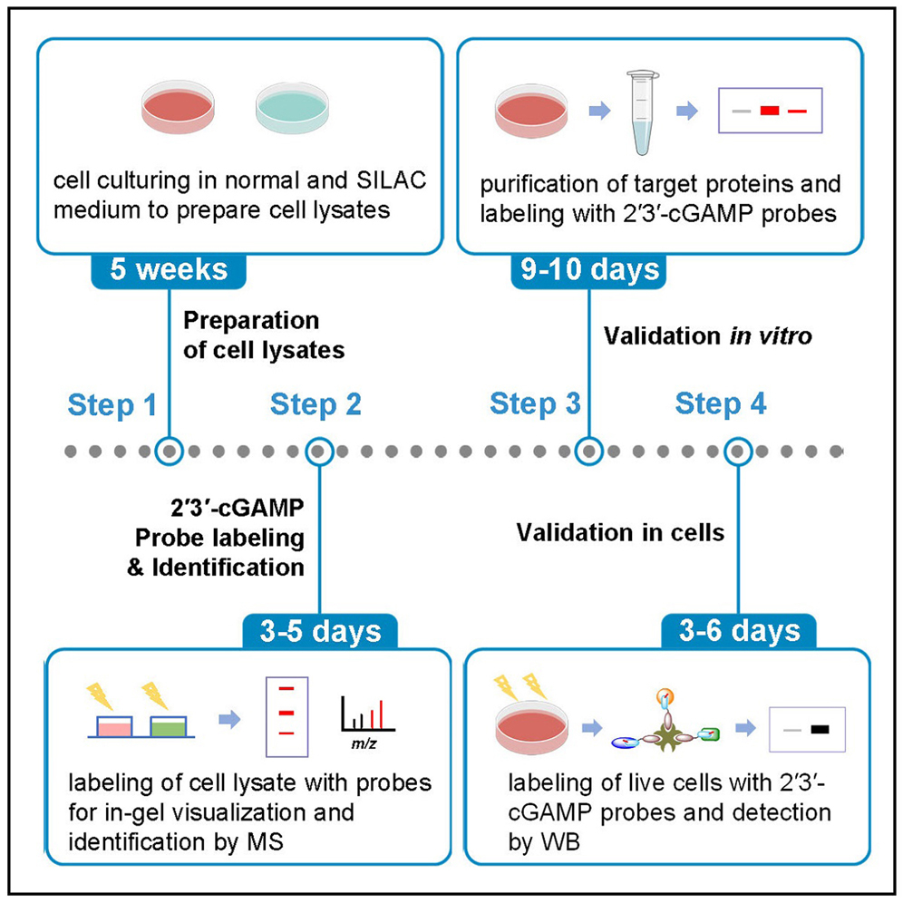 Cell Press: STAR Protocols