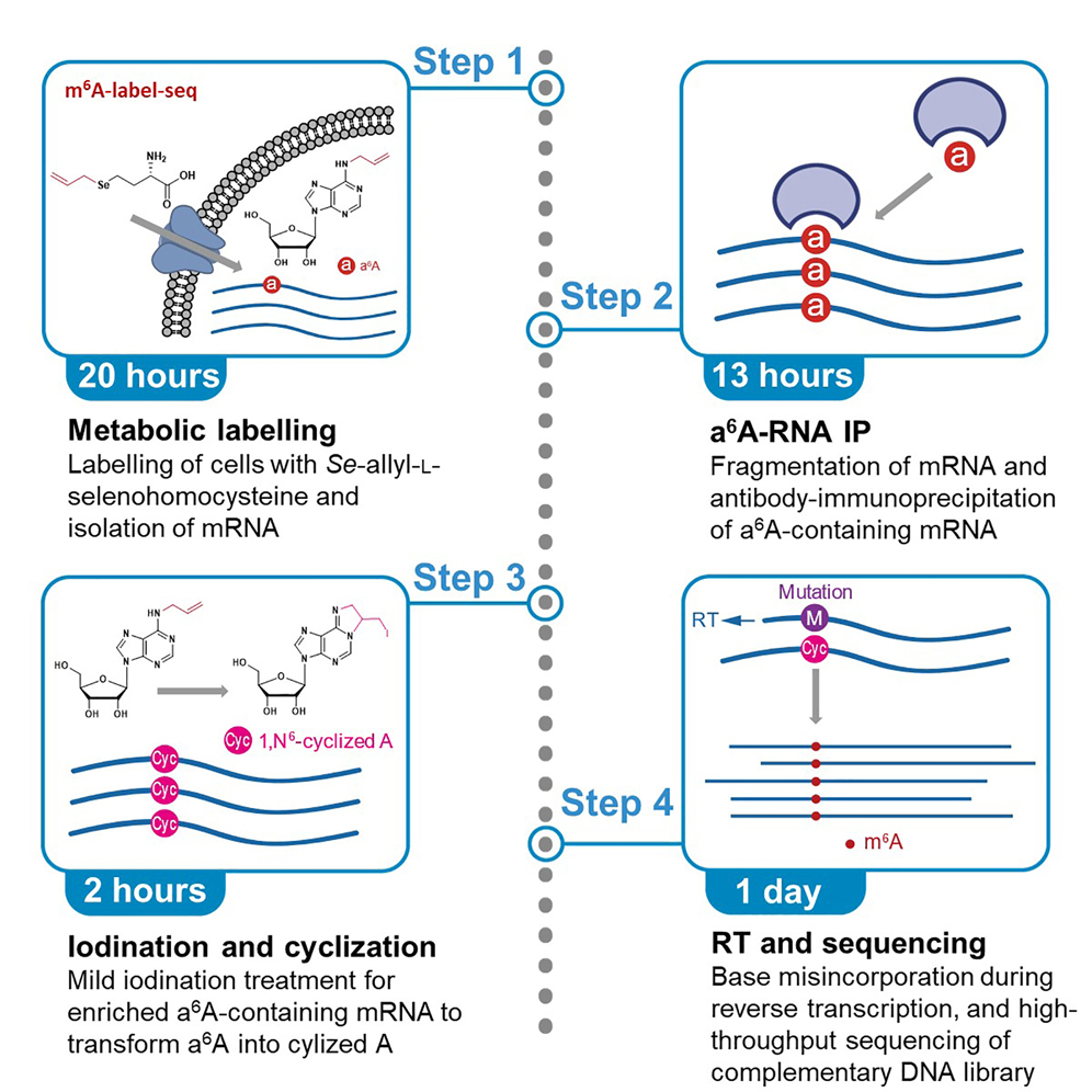 Expanding the Scope of RNA Metabolic Labeling with Vinyl