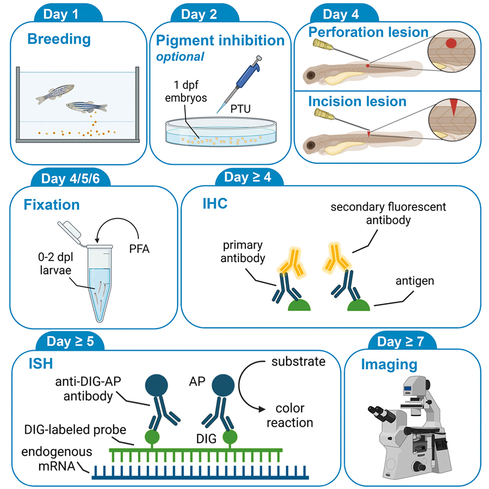 Cell Press STAR Protocols