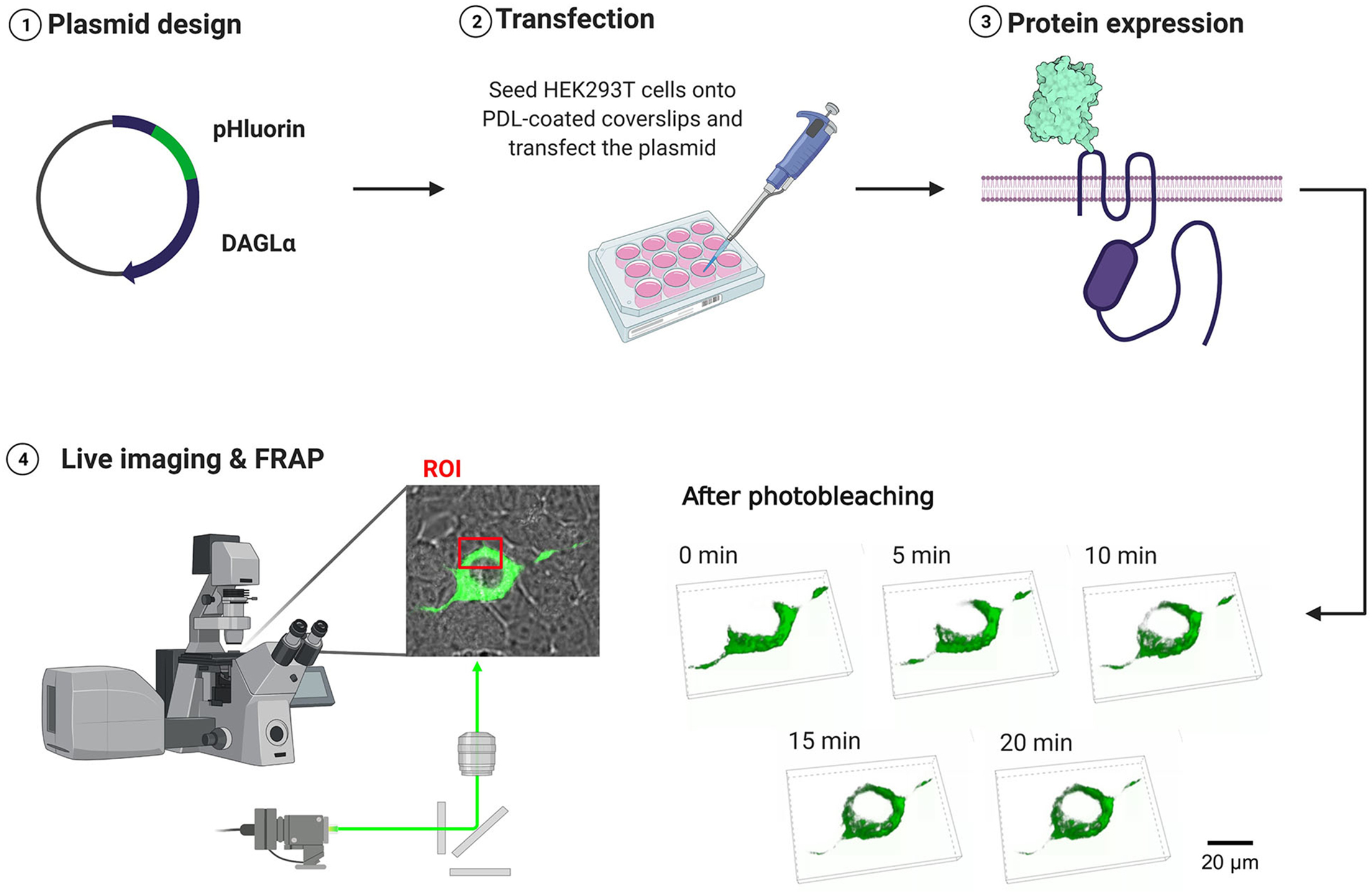 Cell Press STAR Protocols
