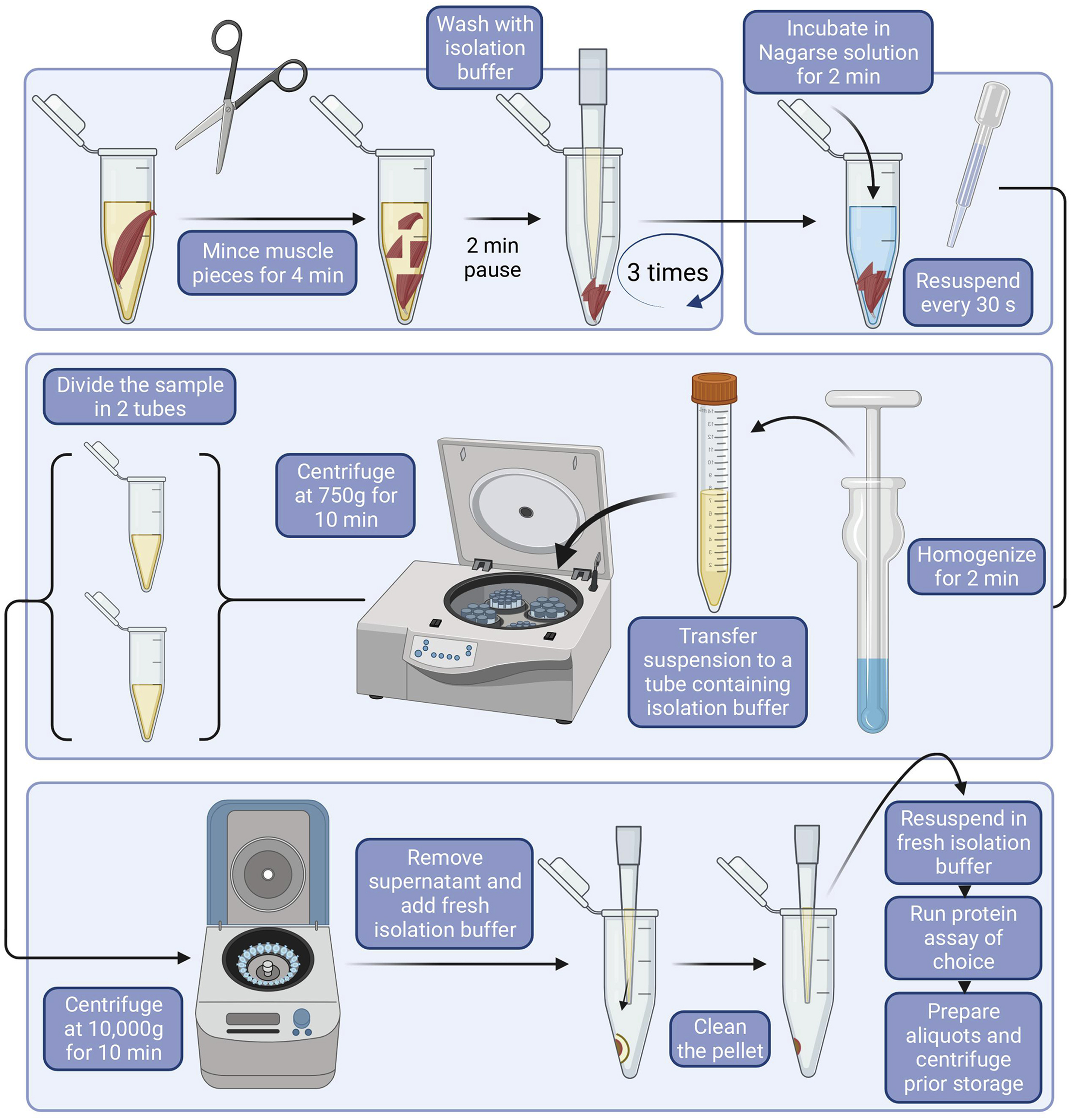 Protocol to characterize mitochondrial supercomplexes from