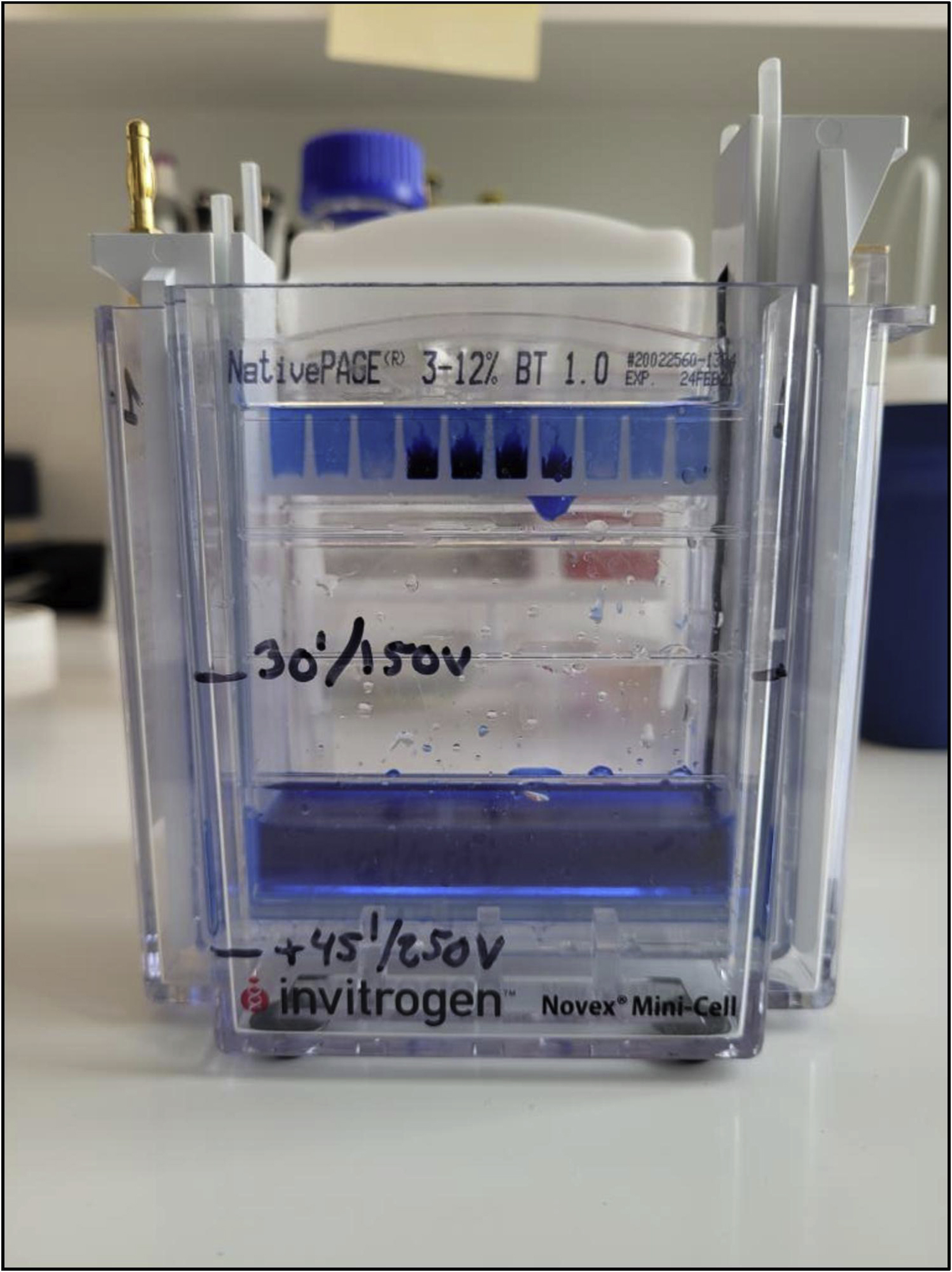 Protocol to characterize mitochondrial supercomplexes from