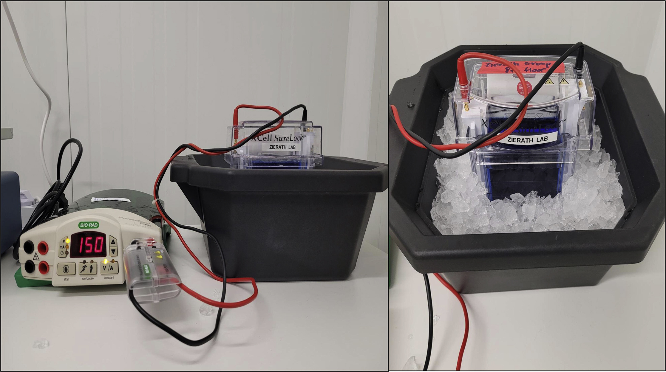 Experiment1188ページ Protocol to characterize mitochondrial supercomplexes from