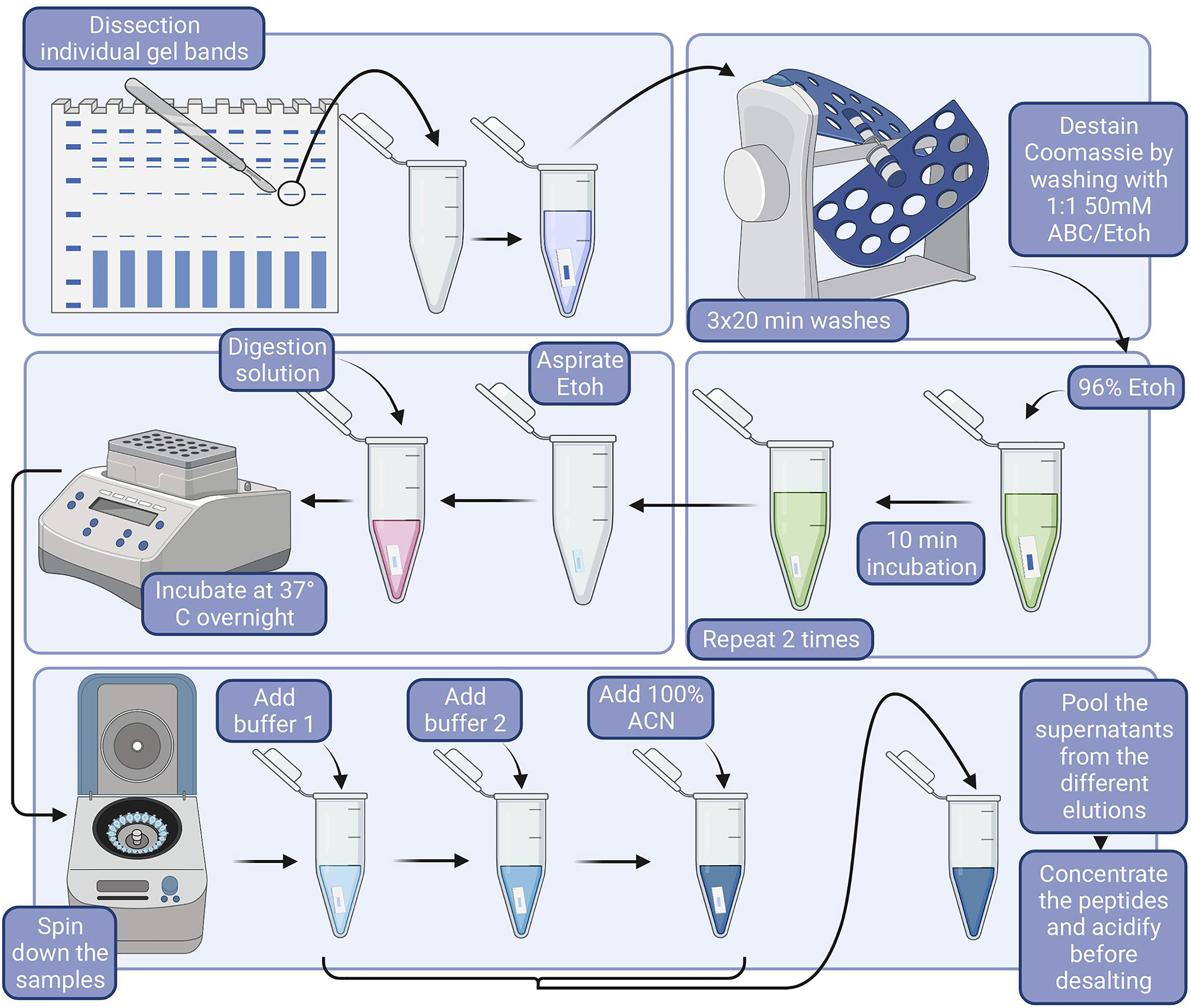 BLUE SYNDROME ドスベロ Protocol to characterize mitochondrial supercomplexes from