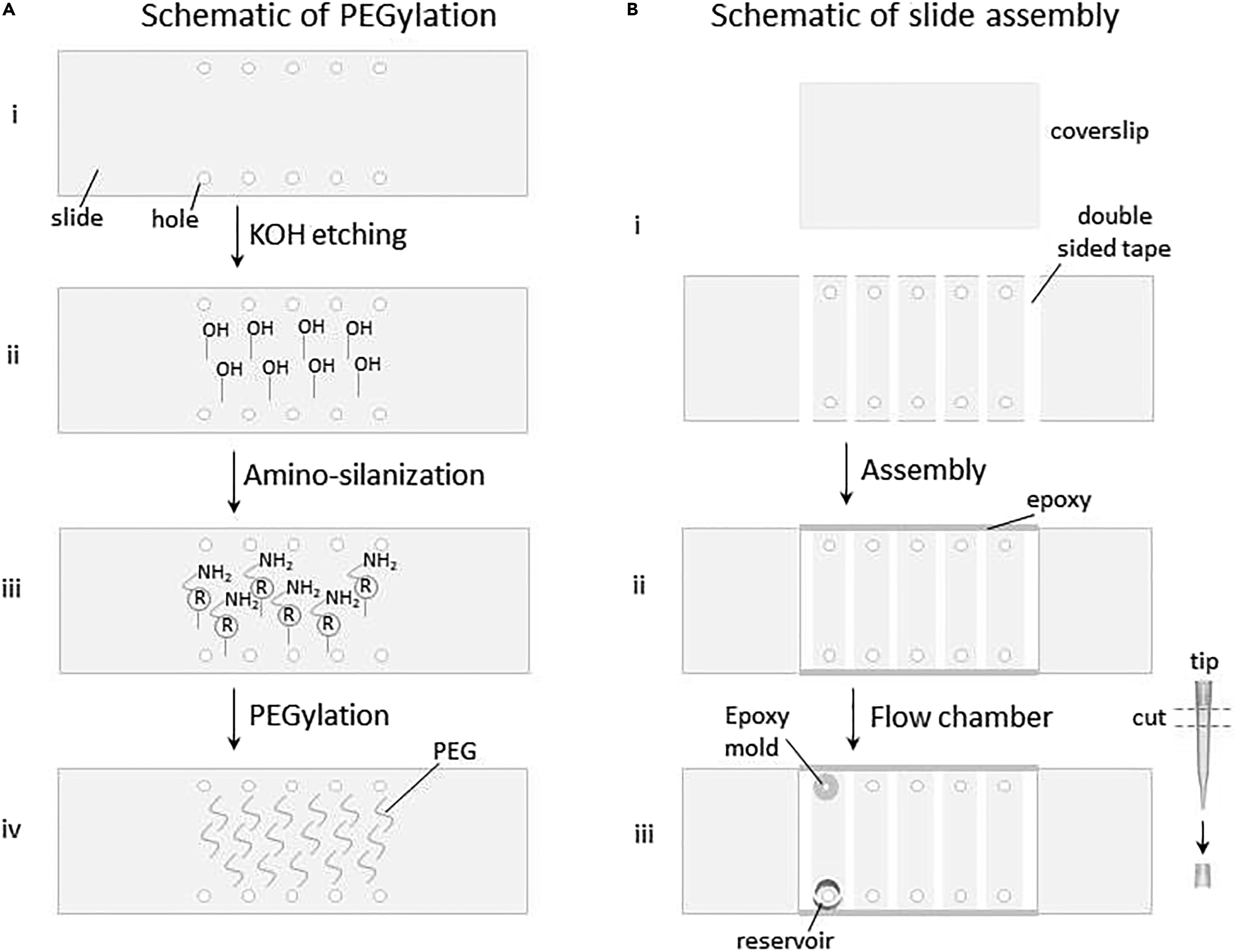 Cell Press STAR Protocols