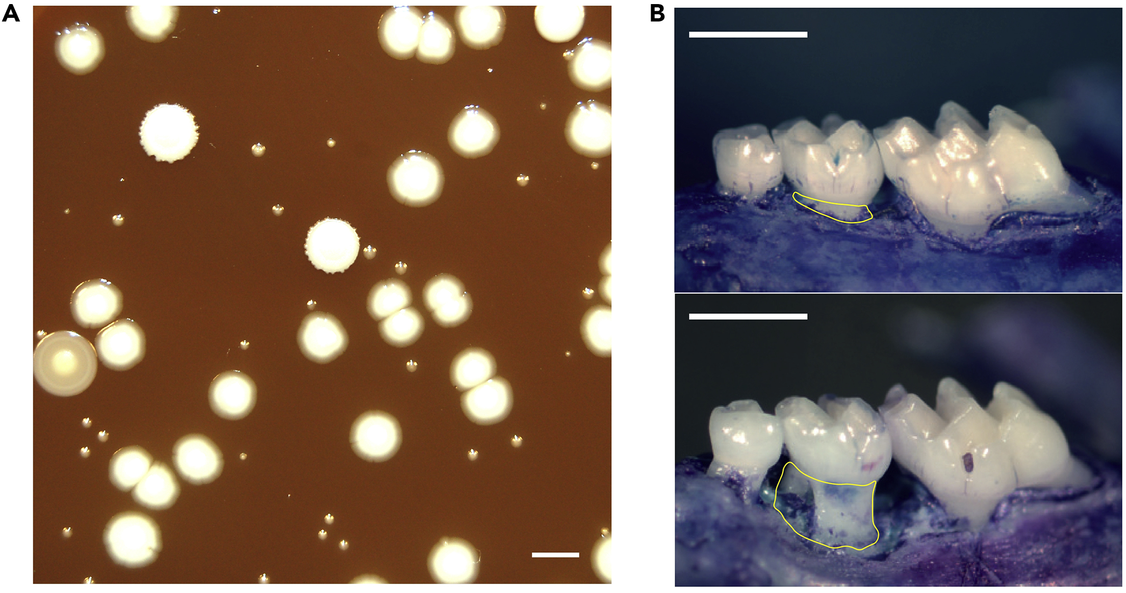 Cell Press STAR Protocols