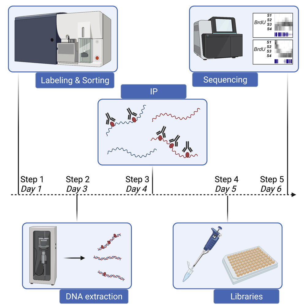 Cell Press: STAR Protocols