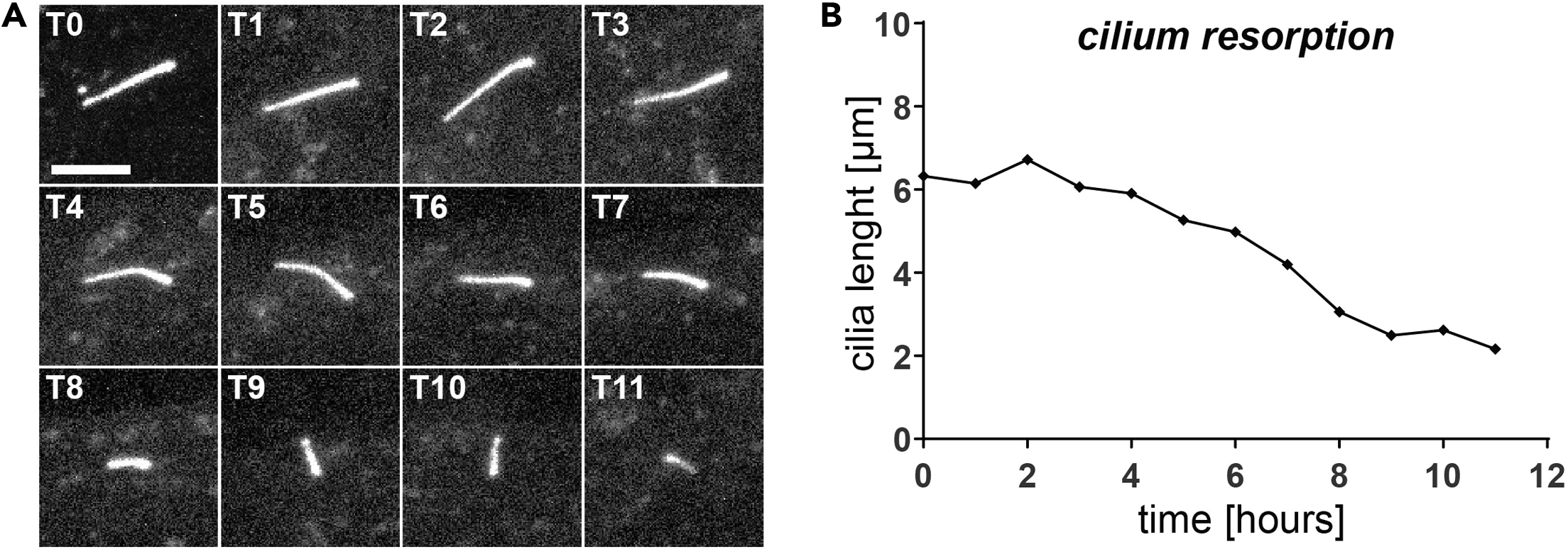 Cell Press: STAR Protocols