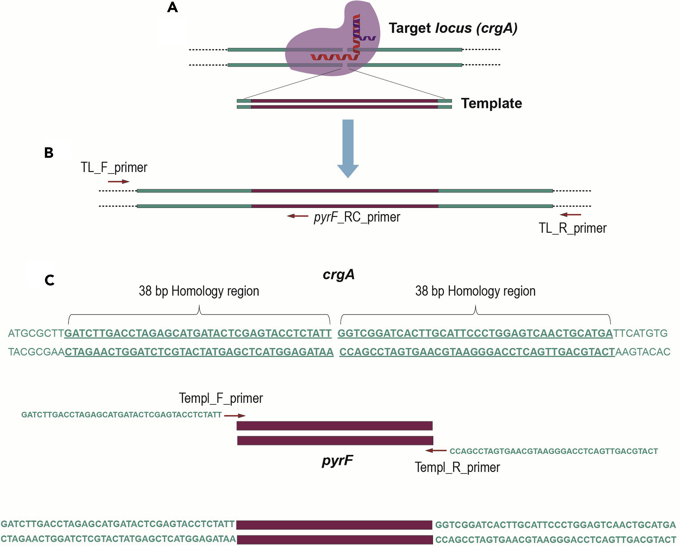 Cell Press STAR Protocols
