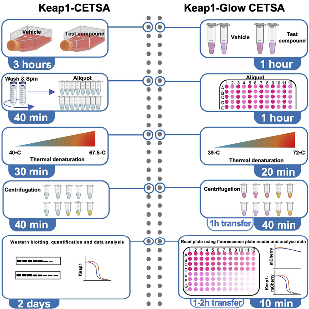 Cell Press STAR Protocols