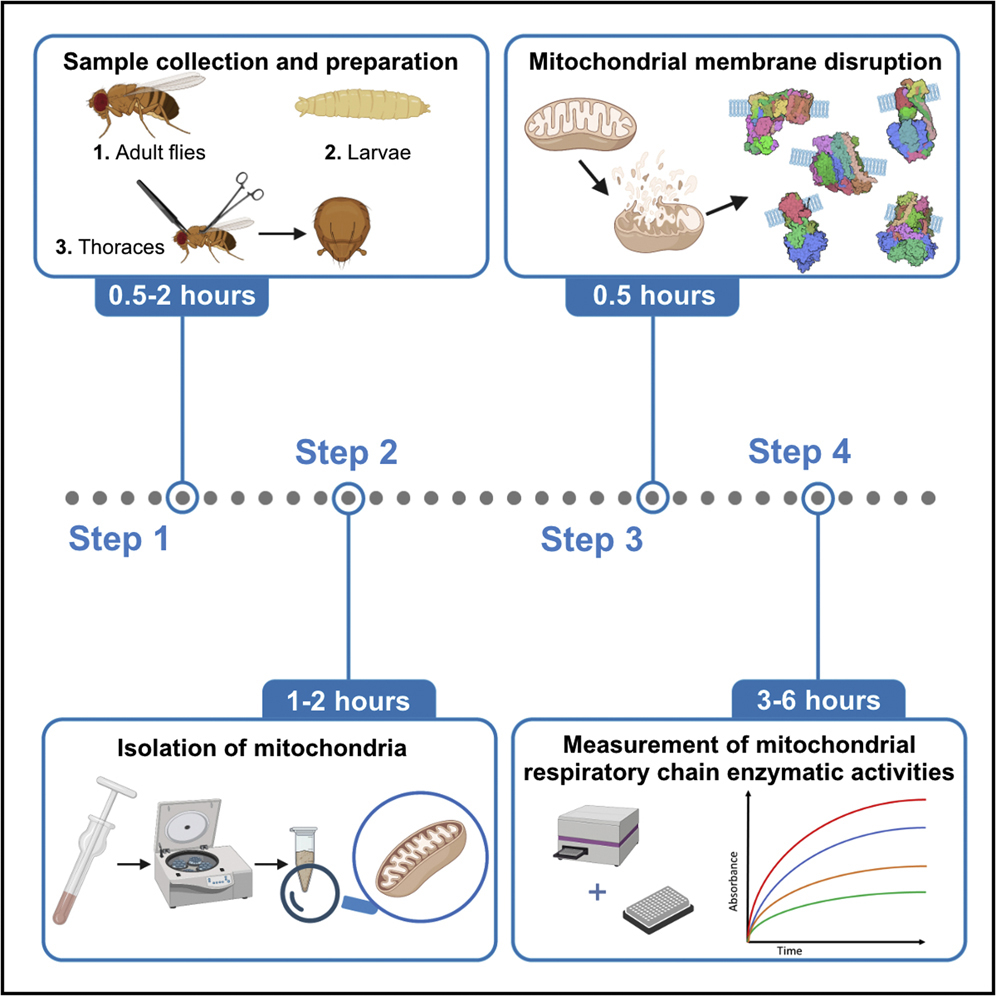 Cell Press: STAR Protocols