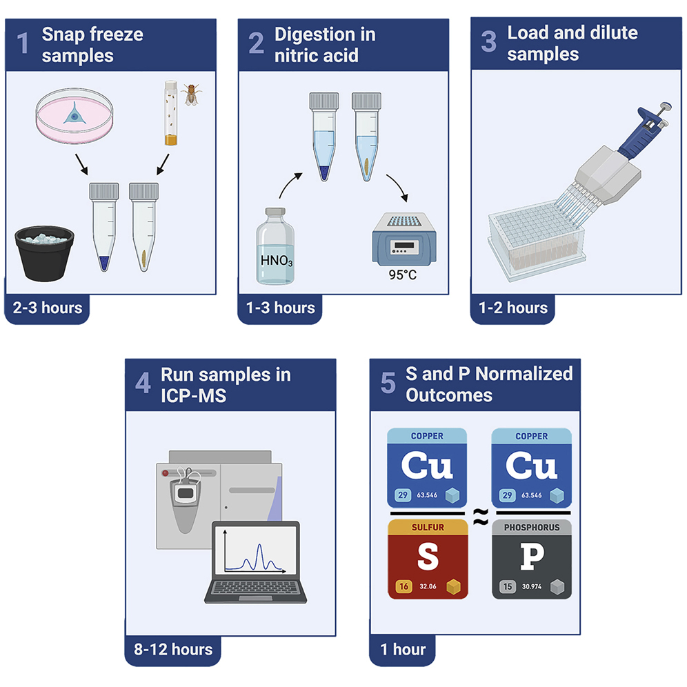 Cell Press: STAR Protocols