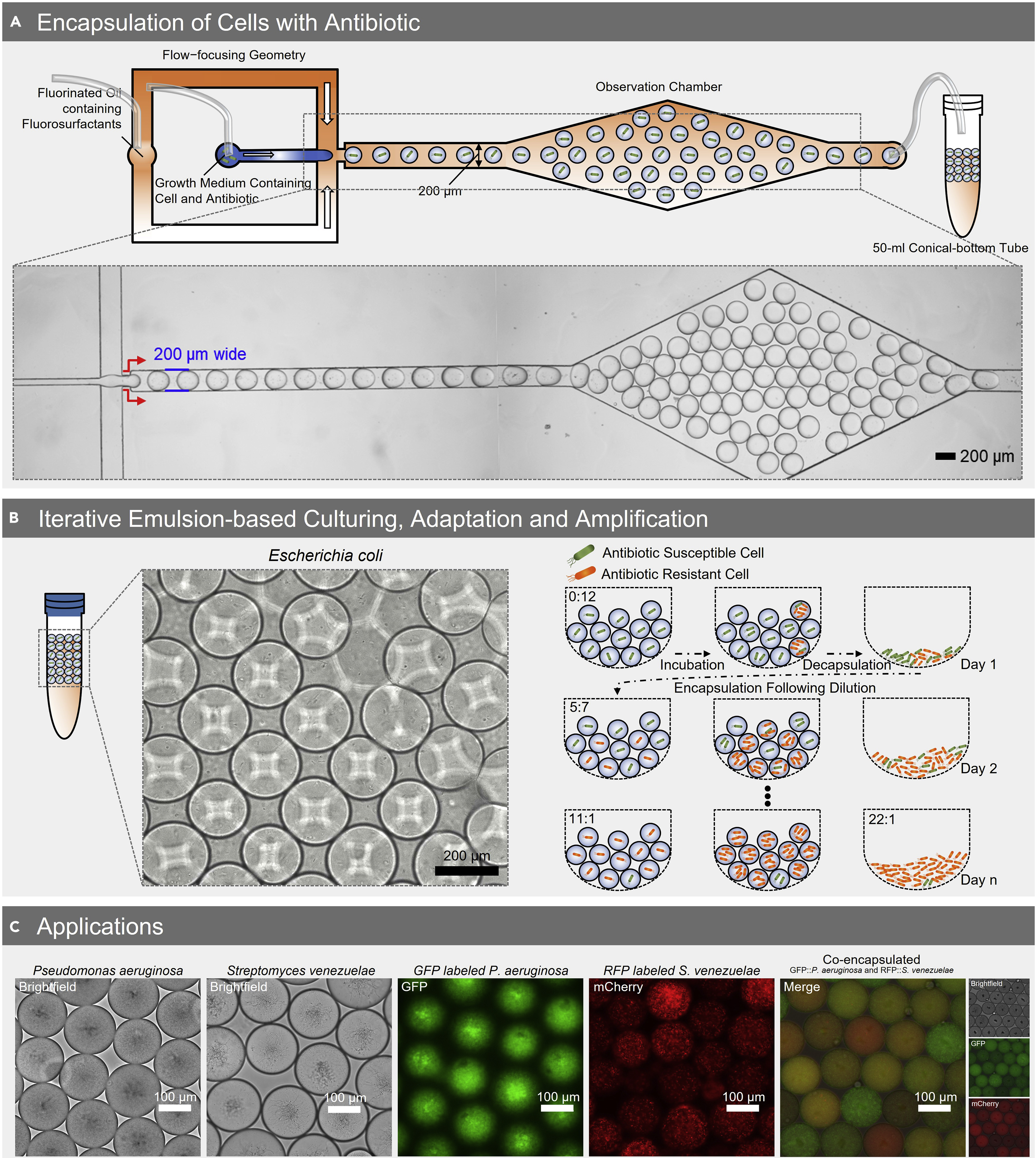 Microfluidic platform for spatially segregated experimental evolution  studies with E. coli