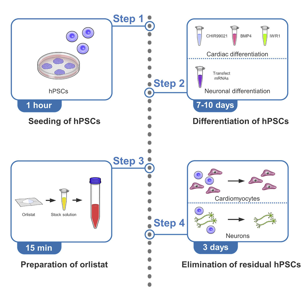 Cell Press: STAR Protocols