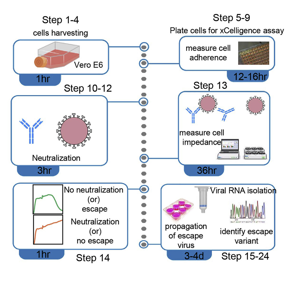 Cell Press: STAR Protocols