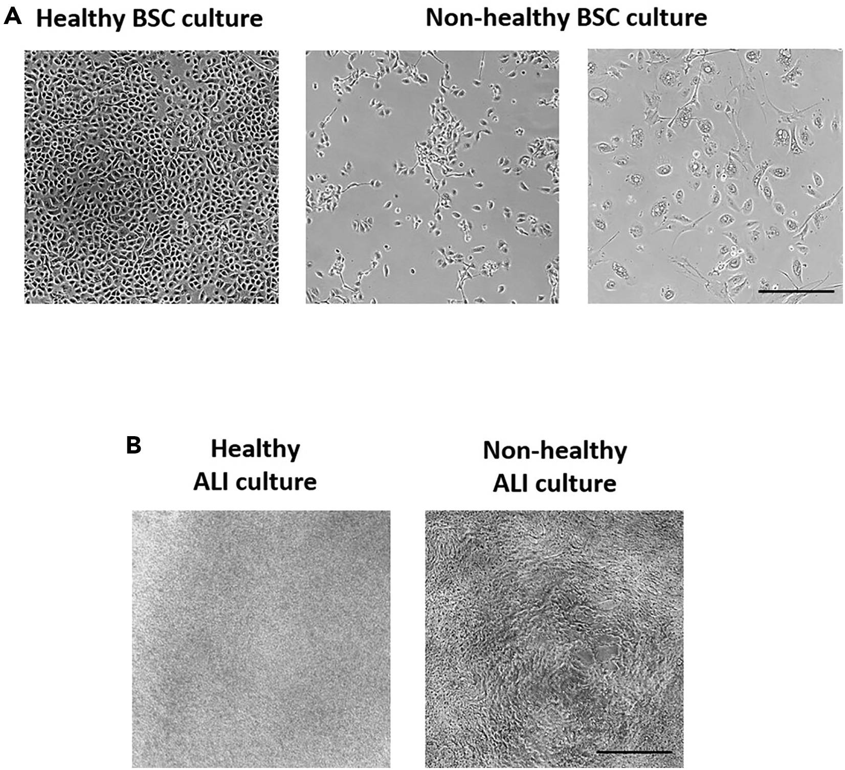 Cell Press STAR Protocols
