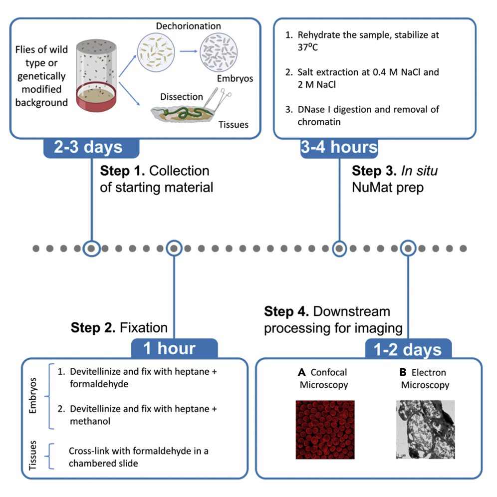 In situ Nuclear Matrix preparation in Drosophila melanogaster