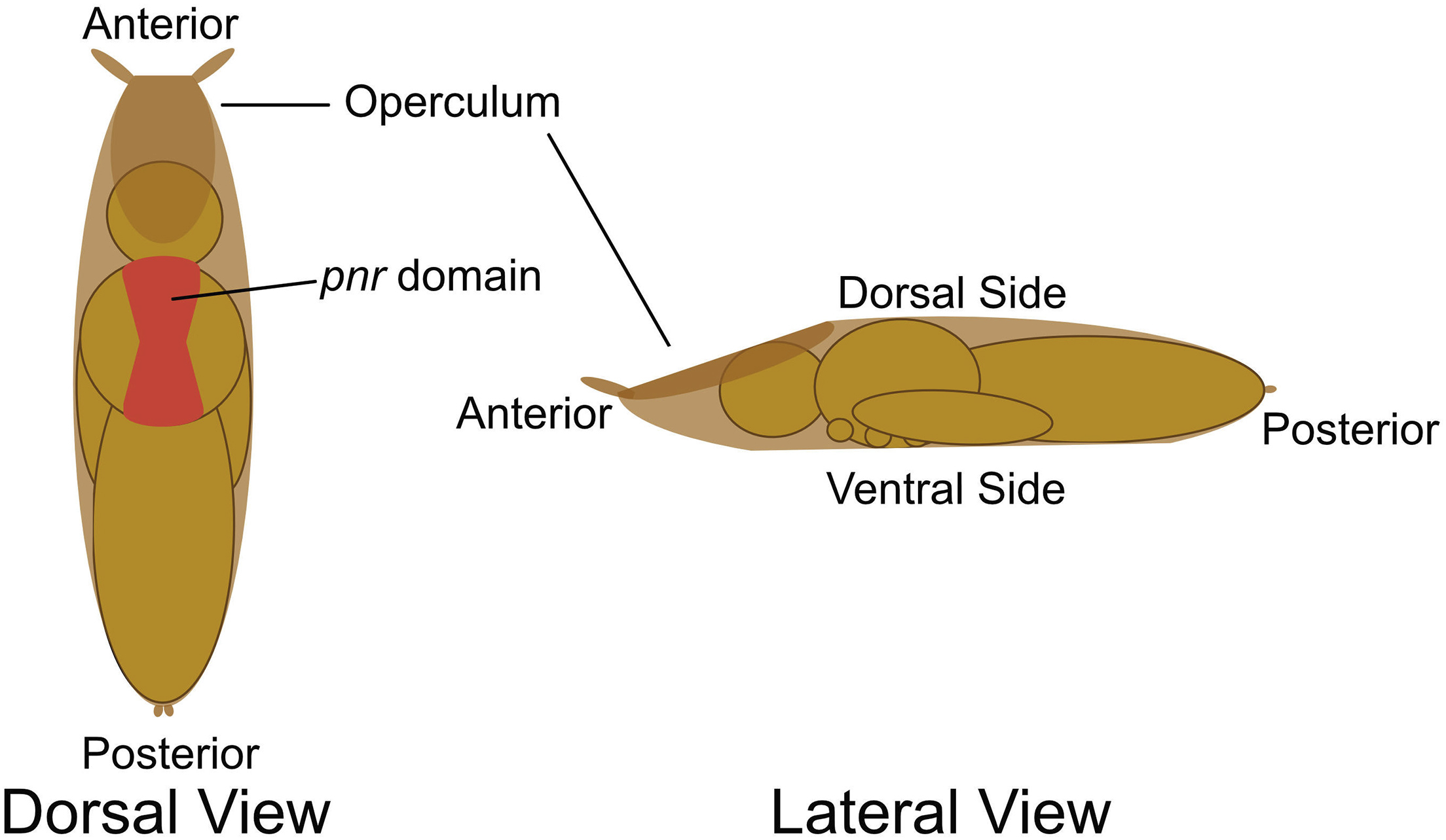 Cell Press STAR Protocols