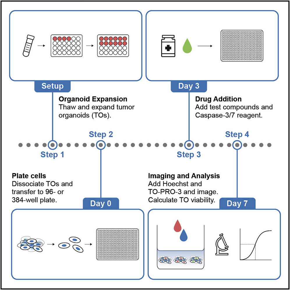 Cell Press: STAR Protocols