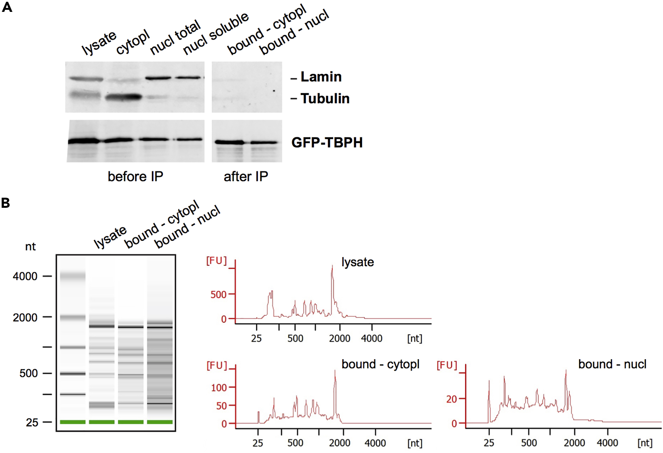 Cell Press STAR Protocols