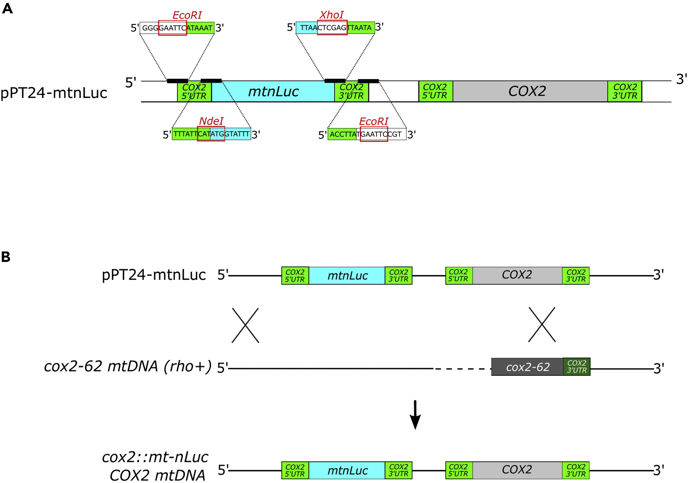 Cell Press: STAR Protocols