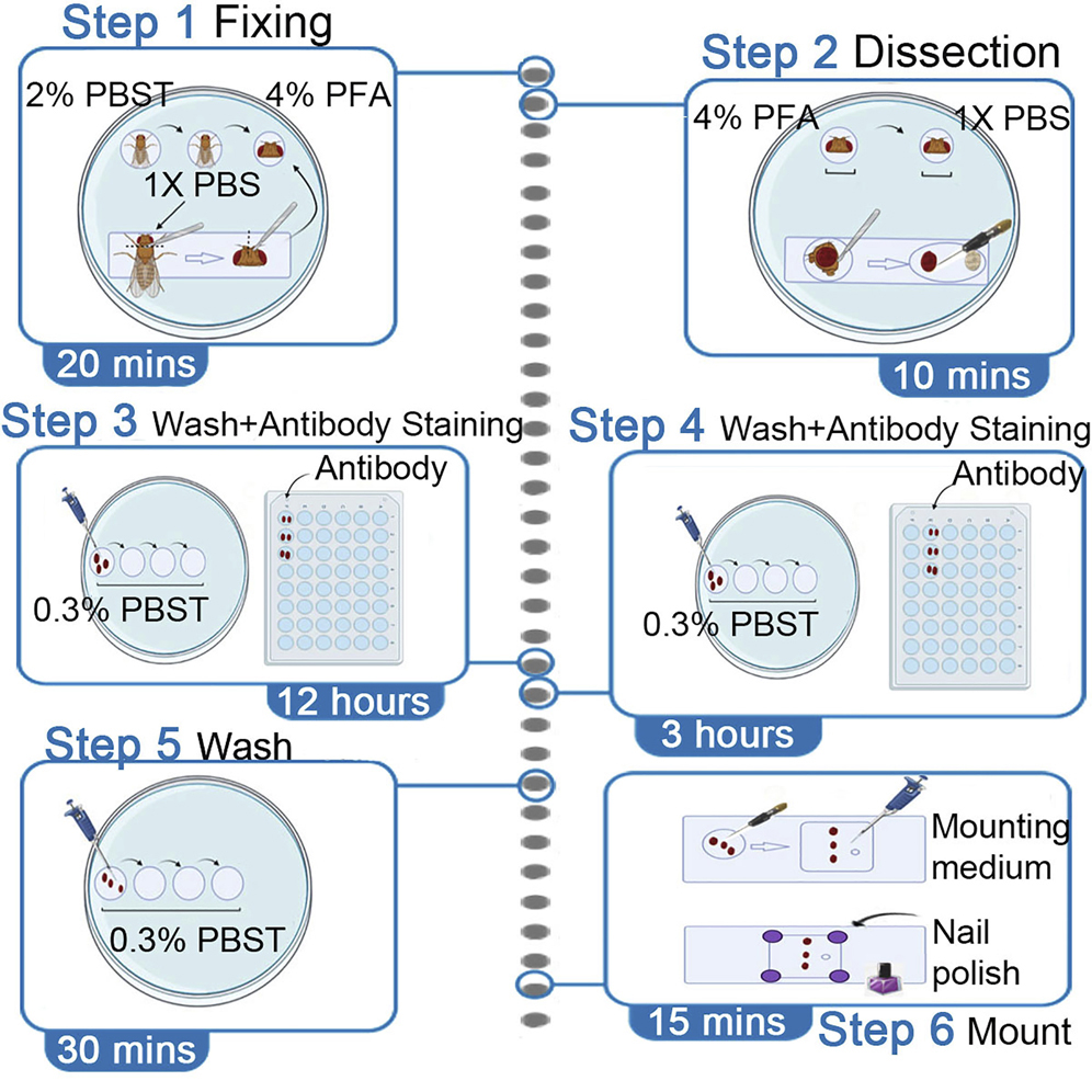 Whole-mount immunofluorescent labeling of the adult fly retina