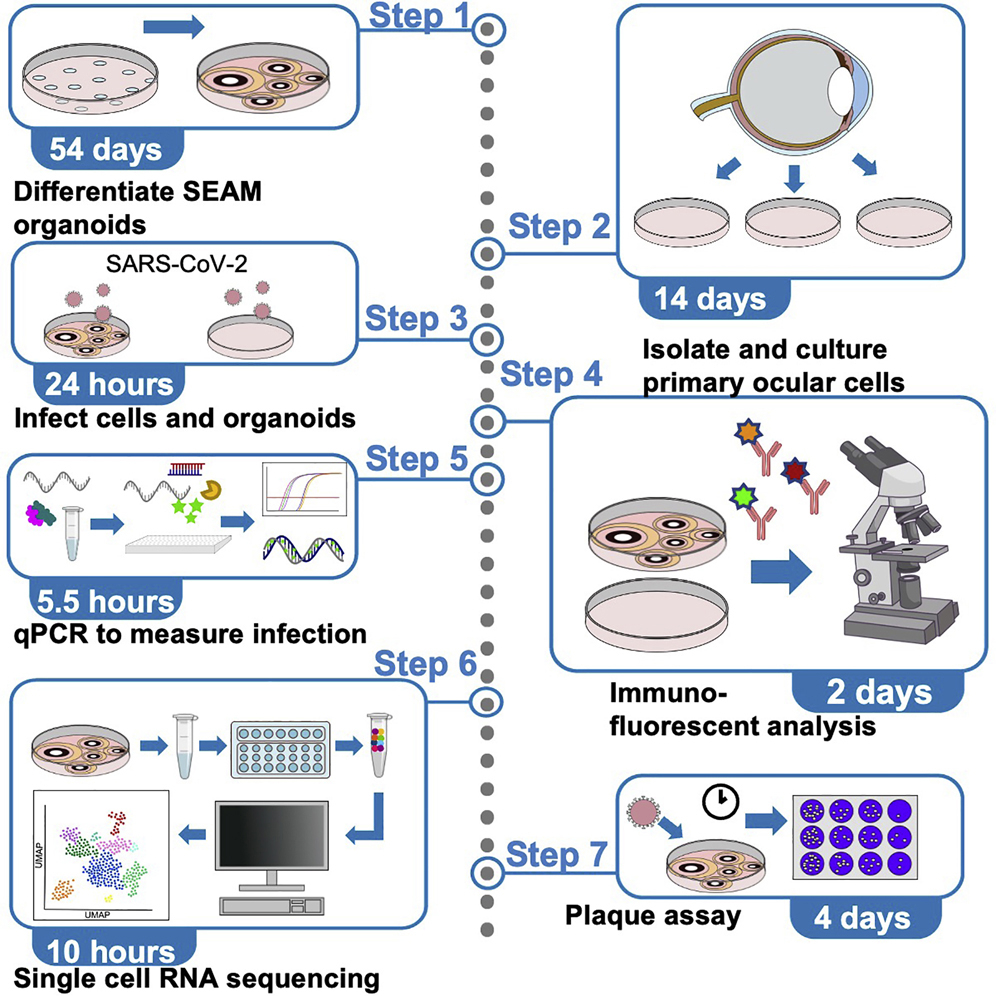 velo cell