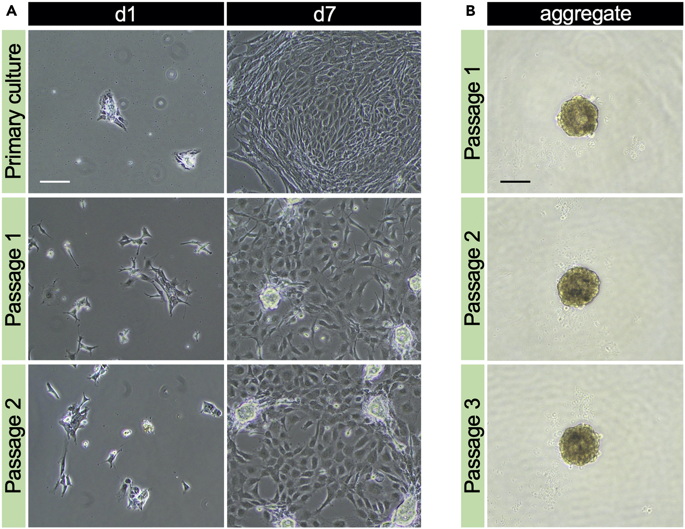 Protocol for isolating adult pituitary stem/progenitor cells in mice