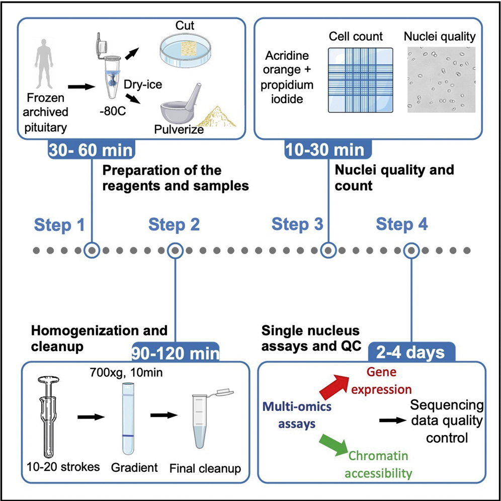 Cell Press: STAR Protocols