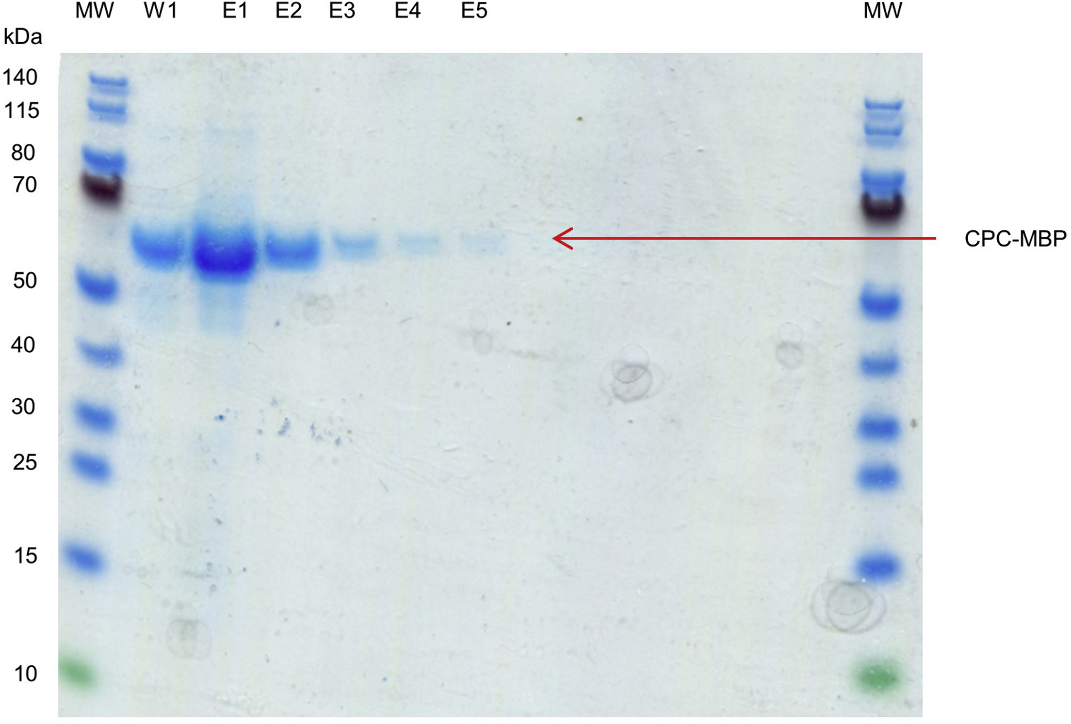 Cell Press STAR Protocols