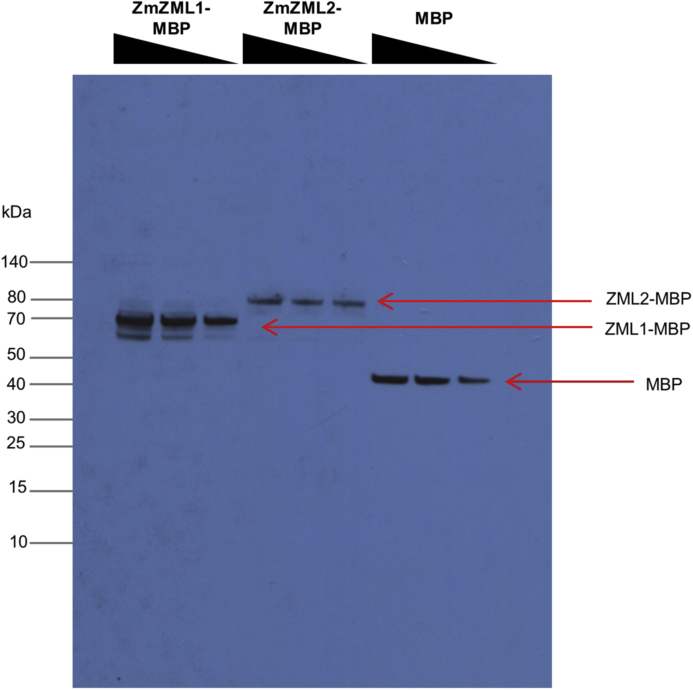 Cell Press STAR Protocols