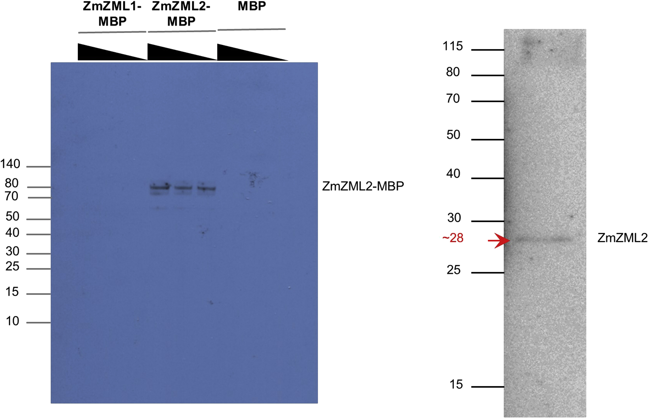 Cell Press STAR Protocols