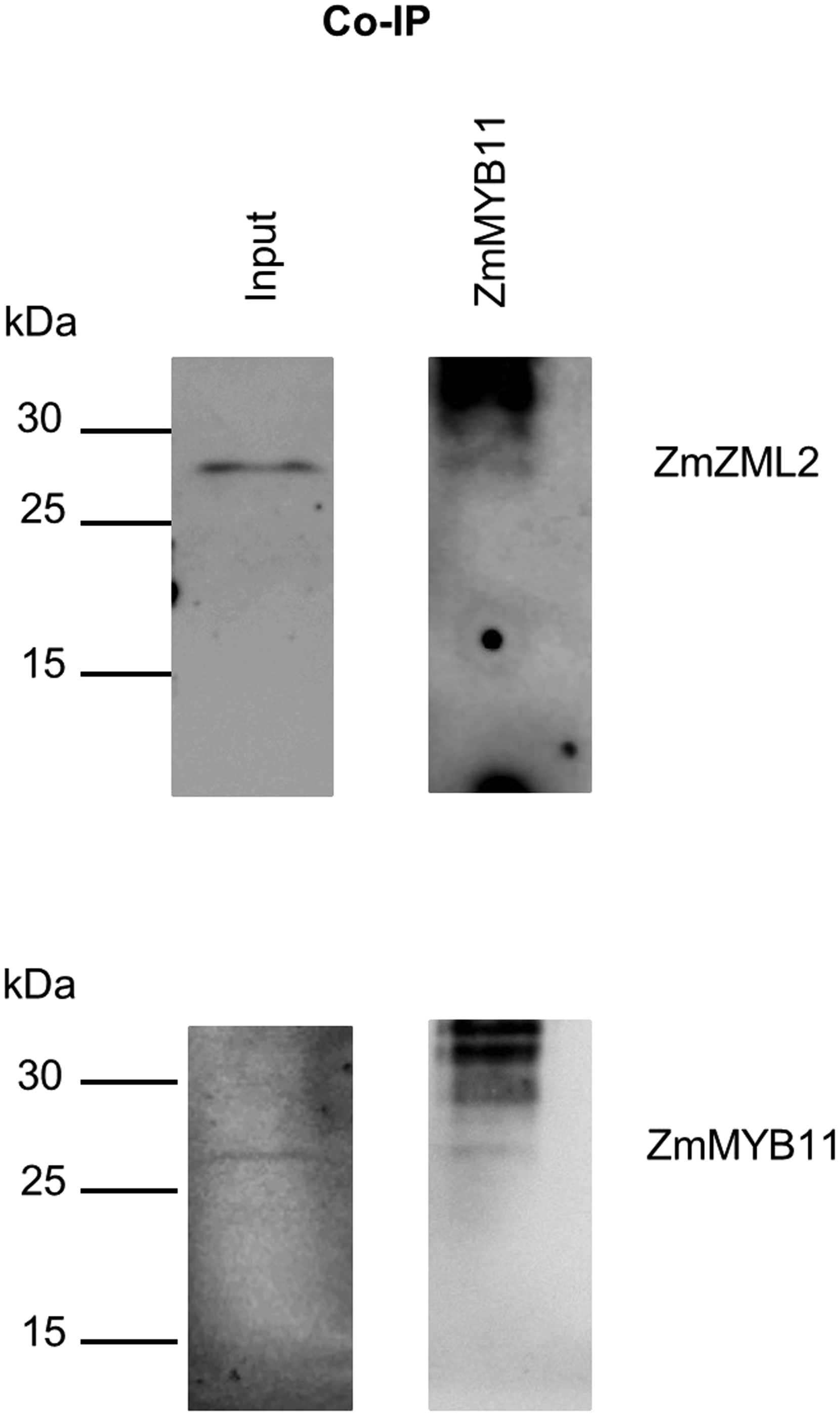 Cell Press STAR Protocols