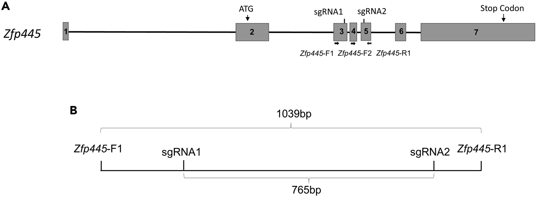 Efficient isolation of mouse deletion mutant embryonic stem