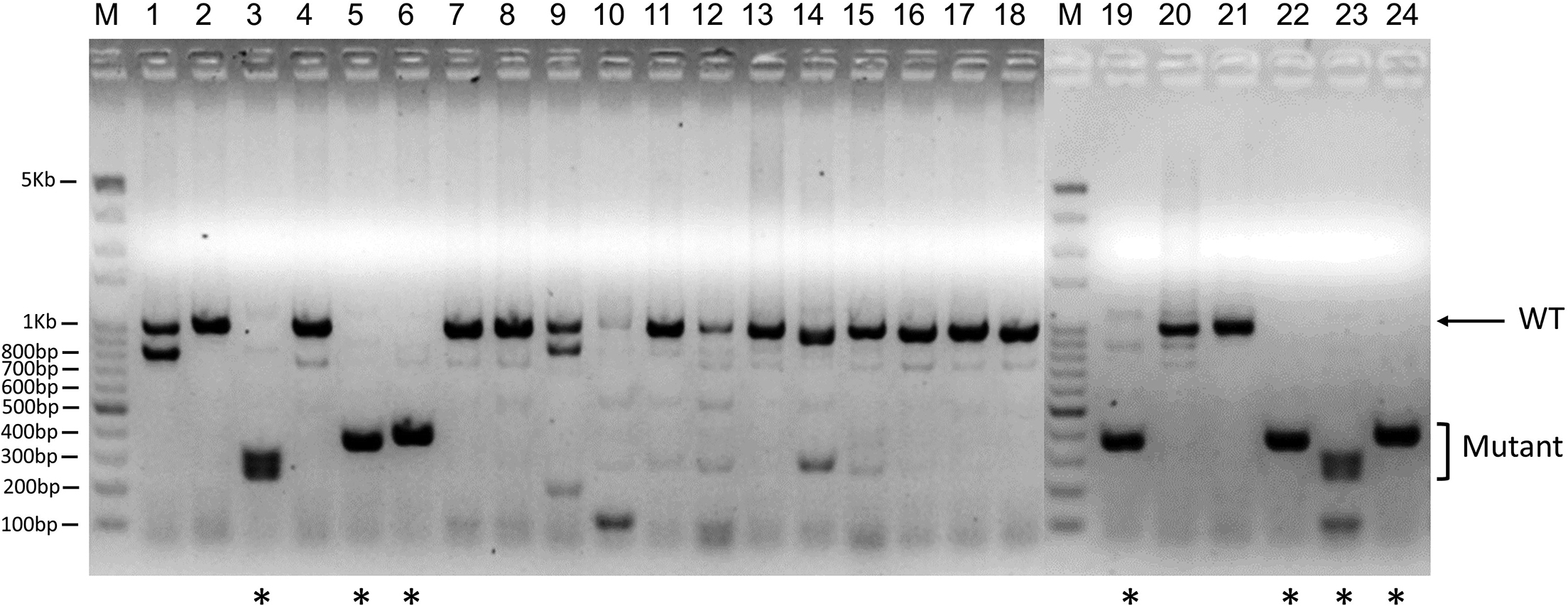Efficient isolation of mouse deletion mutant embryonic stem
