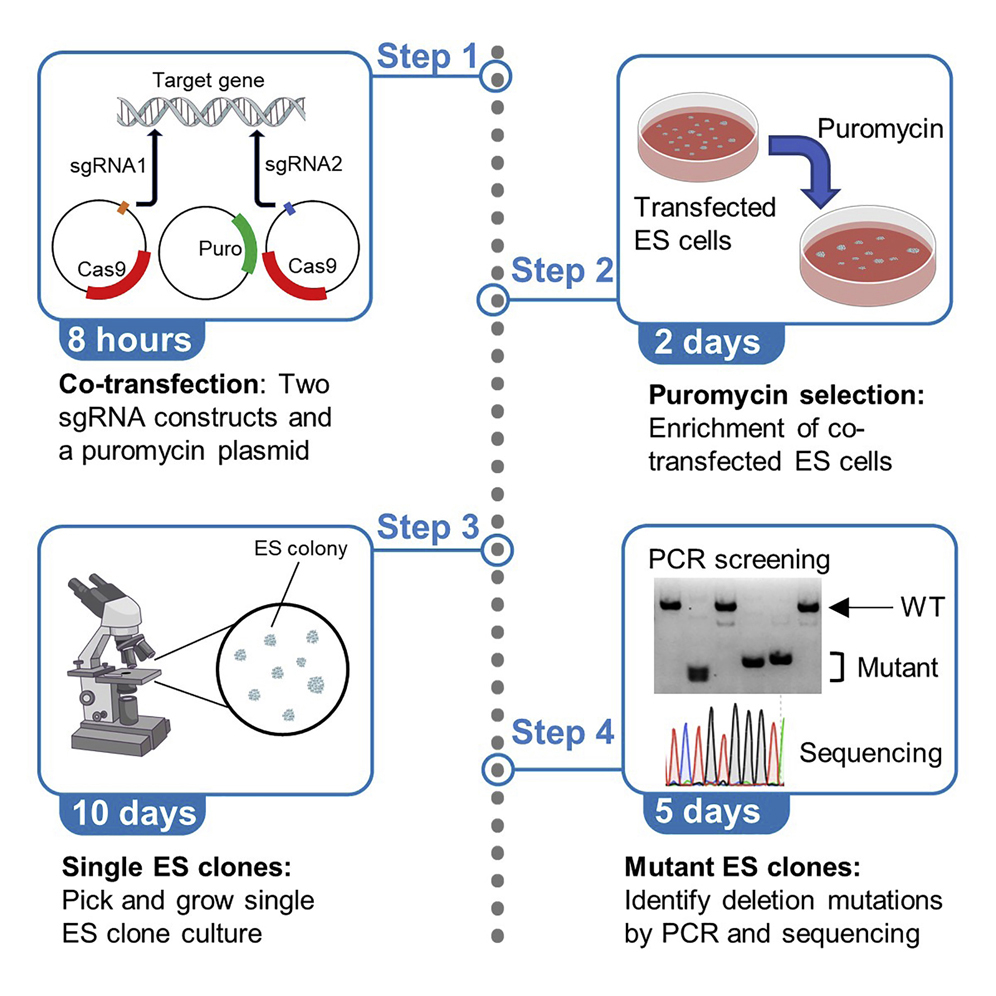 その他 m Assessing the nicotinic acetylcholine receptor-mediated